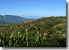 Grifo Alto Puriscal. jpg