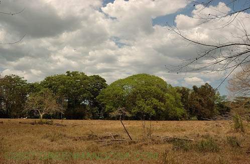 G_coy03_10