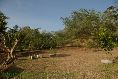 Lc_mur_025